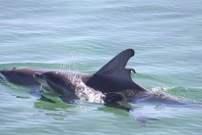 Coffin Bay Explorer